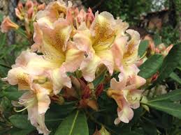 Rhododendron Bernstein Plants Garden Rhododendron