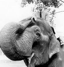Mr Rogers Pictures Fred Rogers Elephant