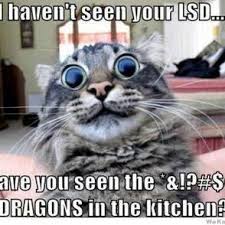 Cat Meme Lord On Twitter Page Wont Load So I M Stuck With This On My Tl Http T Co Z5aq9avu1i