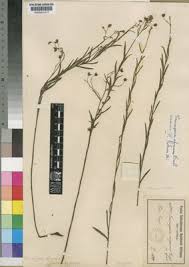 Image result for Oubanguia africana