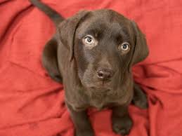 Healthier pet and avoid adding to the surplus of dogs. Black Lab Puppies For Adoption News At Puppies Api Ufc Com