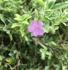 Image result for Blepharis tanganyikensis