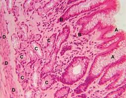 Mucous Membrane Anatomy Britannica