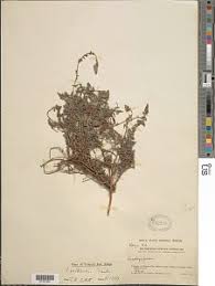 Image result for Indigofera emarginella