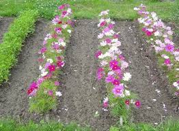 Bunga warna biru adalah salah satu bunga paling langka yang ditemukan di dunia. Jual Benih Cosmos Dwarf Mix Flower Bunga Kecil Warna Warni Di Lapak Amefurashi Bukalapak