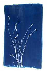 Image result for Cymbopogon pospischilii