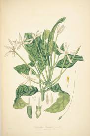 Image result for Oxyanthus strigosus