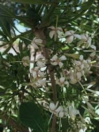 Image result for Pavetta revoluta