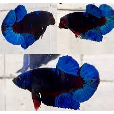 Karena kecantikannya tersebut banyak orang yang ingin memiliki ikan cupang. 46 Jenis Ikan Cupang Avatar Cooper Background