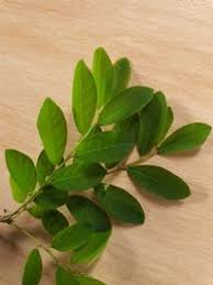 Image result for Phyllanthus tenellus
