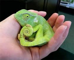The audubon or peterson series) will prove indispensible. Yemen Veiled Chameleon Allpetsdirectory