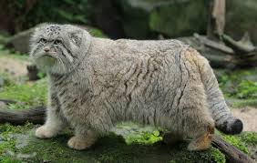 Dogs electric treadmill price underwater treadmill for pets. The Manul Or Pallas Cat Of Central Asia Has The Longest And Densest Fur Of All The Cat Species Awwducational