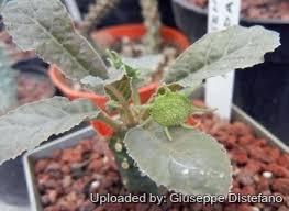 Image result for Dorstenia tayloriana
