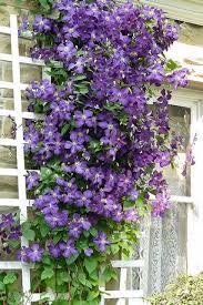 Image result for Clematis