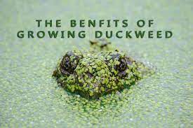 Algae will cause bod and tss to skyrocket, which can cause a lagoon facility to violate. The Benefits Of Growing Duckweed Owlcation