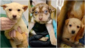 Kittens, puppies if you are not in nyc, please visit our find a shelter page to find foster opportunities near you. Calgary Animal Shelter Aarcs In Desperate Need Of Foster Homes For Dogs And Puppies Ctv News