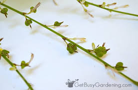 I germinated some seeds on a paper towel. Collecting And Growing Spider Plant Seeds Step By Step Instructions
