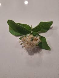 Image result for Lannea katangensis