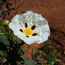 They are perfect if you want to inspire strength in someone you love. Flowers That Symbolize Strength A To Z Flowers