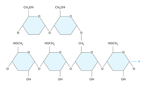 Carbohydrates Biology Visionlearning