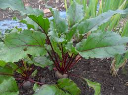 Wilting in beets may be the consequence of insect infestation or disease. Beetroot Farming Planting Care Harvesting A Full Guide Agri Farming