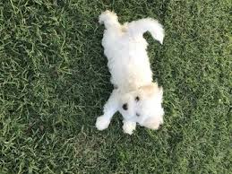 Bichon havanais, havana silk dog. Havanese Puppy For Sale In Thomasville Nc Adn 45222 On Puppyfinder Com Gender Male Age 8 Weeks Old Havanese Puppies Havanese Puppies For Sale Havanese
