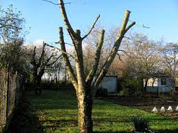 Einen Obstbaum Zu Stark Zuruckgeschnitten Gartenbob De Der Garten Ratgeber