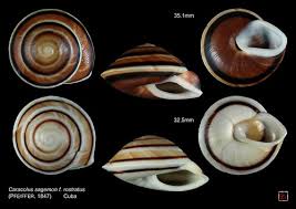 Genus=9, subgenus=0, species=124, subspecies=33 ( 78 species and 15 subspecies have images) db counters include fossil taxa: Flickriver Most Interesting Photos Tagged With Caracolus
