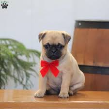 Our pug puppies are bred for the best in health, temperament. Jug Puppies For Sale Jug Dog Breed Profile Greenfield Puppies