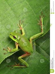 While the name of it gives the indication that it is always green, that is false. Green Frog Climbing A Leaf Green Tree Frog Tree Frogs Frog