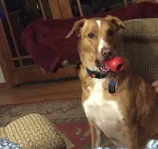 We did not find results for: Burney The Border Collie Yellow Labrador Mix Dogperday Cute Puppy Pictures Dog Photos Cute Videos Holistic Pet Care