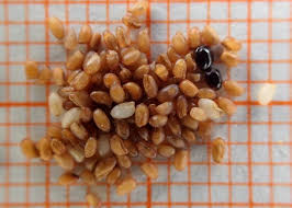 Image result for Eragrostis tef