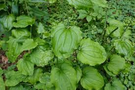Image result for Smilax