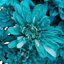 Turquoise Blue Flowers Fiftyflowers Com Teal Flowers Turquoise Wedding Flowers Turquoise Flowers