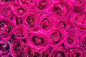 Foto gratis: pastel, mawar, latar belakang, romantis, pernikahan, undangan,  pastellfarben | Hippopx