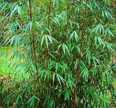 The mexican weeping bamboo otatea acuminata aztecorum is a clumping bamboo found in mexico and central america. Hardy Clumping Bamboo For Sale Online The Tree Center