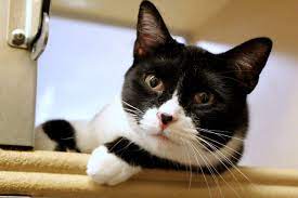 A bicolor cat or piebald cat is a cat with white fur combined with fur of some other color, for example black or tabby. Black And White Cats 11 Fascinating Facts About These Dapper Felines The Dog People By Rover Com