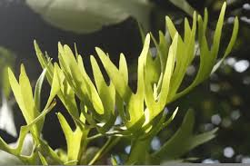 Image result for parožnatka Platycerium