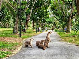 Call us at 8201 8028 or drop us a message! Otters In Pasir Ris Park Singapore