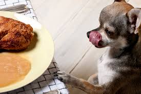 Evita cibi morbidi o mangiare di casa, favorisono tartaro e problemi intestinali. Cosa Dare Da Mangiare Ad Un Chihuahua L Alimentazione Ideale