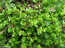 Image result for Stellaria pallida