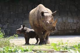 This is a category about a cultural monument of the czech republic, number Safari Park Dvur Kralove Dvur Kralove Nad Labem