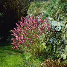 Image result for Daphne mezereum