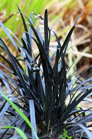 With a lovely purple, green, and yellow color, this flower will make an impression on any spring garden. 22 Best Ground Cover Plants Best Low Growing Perennial Flowers