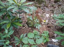 Image result for Connaraceae