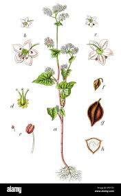 Image result for Fagopyrum esculentum