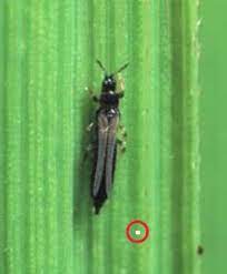 Thrips Damage In Rice