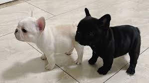 Find the perfect french bulldog puppy for sale at puppyfind.com. French Bulldog Puppies For Sale Paw Dog Breeder