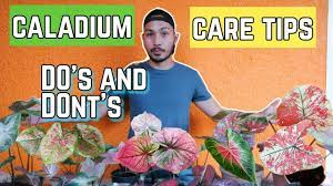 If you're ready to start planting your own caladiums, check how to care for caladiums. How To Take Care Of Caladiums Youtube