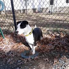 A Picture Of April Animalrescue A Picture Of April Pet Adoption Dog Adoption Pet Adoption Center